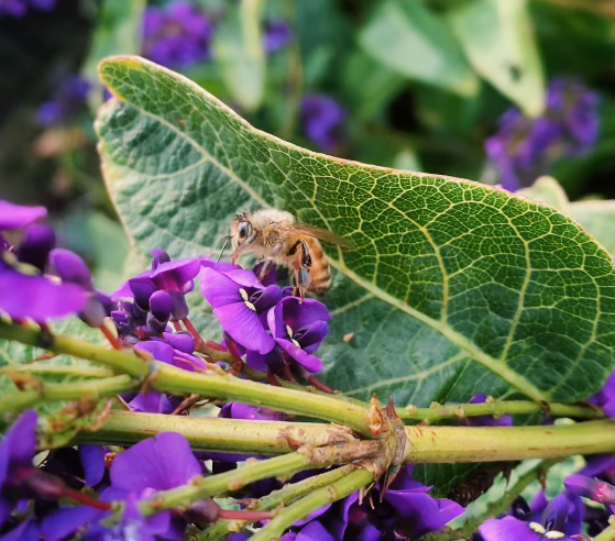 Pollinator Power